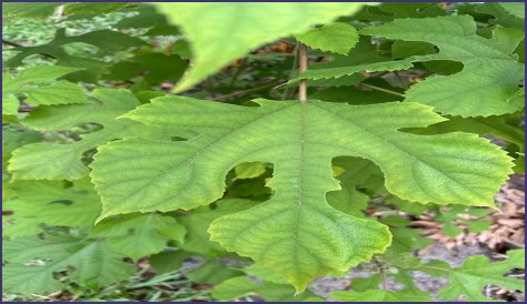 Falcons Of Ocala - Lighting Fast Flyers